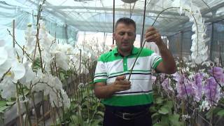 KESME PHALAENOPSİS ORKİDE YETİŞTİRİCİLİĞİ CULTIVATION OF PHALAENOPSIS ORCHIDS [upl. by Fransisco]