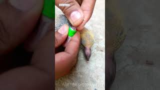 pigeon ring video [upl. by Vidda]