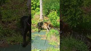 ❤️🏞️ Maine Coon  Shippie Fait une Rencontre au Parc  Découverte et Amitié  🐱✨ 25 mois 980 [upl. by Baer]