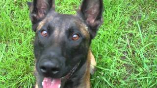 Belgian Malinois  Bring Tree Climb [upl. by Assyli573]