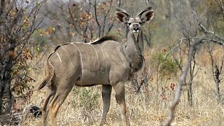 Lioness killing a gazelle kudu [upl. by Jeremie]