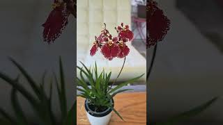 2 Unique Spikes on Tolumnia Jairak Flyer Red Spread orchid plants bloom [upl. by Ettenrahc309]