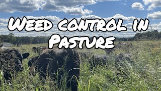 Unveiling the Truth About Weeds Effective Control Tips [upl. by Juster]