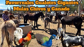 Tíanguis Ganadero Mihuatlan Oaxaca Mulas Burros Vacas Toros Pavorreales Gallinas Exóticas y Más [upl. by Marigolde757]