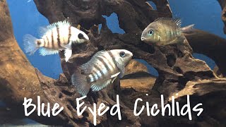 Species Profile Cryptoheros Cutteri The Blue Eyed Cichlid [upl. by Atsok]