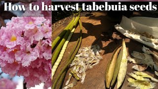 tabebuia seeds harvest  how to collect tabebuia seeds  how to propagate tabebuia  Preserve seeds [upl. by Okajima227]