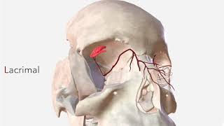 Ophthalmic Artery  Anatomy Branches amp Relations [upl. by Rodina]