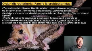 Lecture 22Order Monotremata and Infraclass Metatheria [upl. by Aleacin]