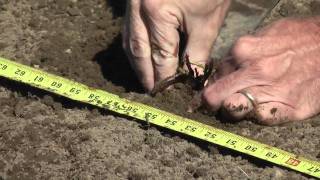 How to Grow Strawberries Planting A Strawberry Bed [upl. by Weed]