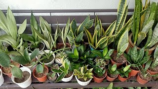 15 Types  Varieties of Sansevieria  Snake Plant With Names and Comparison [upl. by Goldfarb]