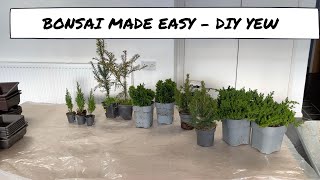 Bonsai Made Easy  DIY Yew [upl. by Aehsel]