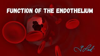 Function Of The Endothelium [upl. by Ykceb]