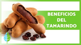 PROPIEDADES y BENEFICIOS del TAMARINDO 🥜✅ Para qué SIRVE Cómo Tomarlo y Contraindicaciones [upl. by Nottnerb]