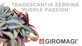 Tradescantia zebrina purple passion [upl. by Annoval]