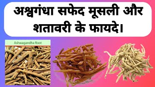 अश्वगंधा सफेद मूसली शतावरी के फायदे  Ashwagandha White Musli Aur Shatavari Benefits [upl. by Tterej]