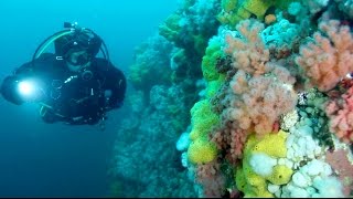 Scuba Dive British Columbia Canada  I LOVE BC [upl. by Aicilec953]