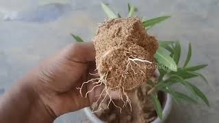 oleander plant propagation by cuttings [upl. by Sihon]