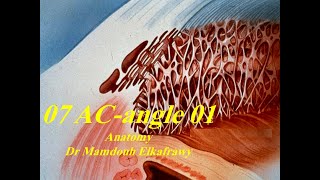 07 ACangle part1 الكفراوي أناتومى Elkafrawy Anatomy Embryology [upl. by Grissel]