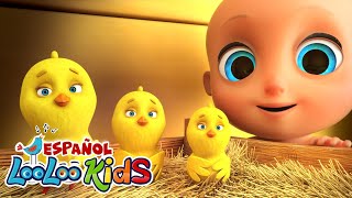 🐤🐥Los Pollitos Dicen Pio Pio  Canciones Infantiles para niños  LooLoo Kids Canciones de Bebe [upl. by Zara]