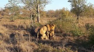 Two Male Lions mating [upl. by Stephenson]