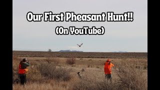 Our First Pheasant Hunt On YouTube [upl. by Sukram]