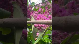 Showy medinilla garden flowers gardenflowers nature [upl. by Eniamor]