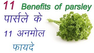 पार्सले के 11 अनमोल फायदे11 health benefits of parsley पार्सले क्या है पार्सले की समस्त जानकारी [upl. by Atnuahs]