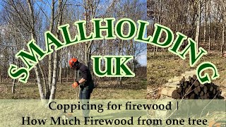 Coppicing for Firewood  How Much Firewood From One Tree [upl. by Behah]