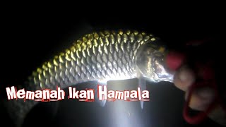 SPEARFISHING  Nembak Ikan di Sungai Malam Hari [upl. by Papke]