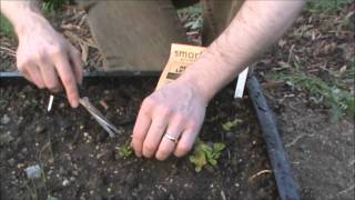 Week 5 Thinning lettuce seedlings [upl. by Vanya898]