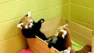 Red panda babies being adorable [upl. by Chico]