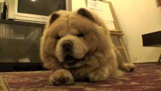 Mochi the Dancing Chow Chow  the CUTEST [upl. by Christalle]