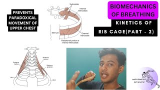 RIB CAGE KINETICS PART 2  INTERCOASTAL AND SCALENE FUNCTION BIOMECHANICS OF THORAX Physiotherapy [upl. by Hardy]