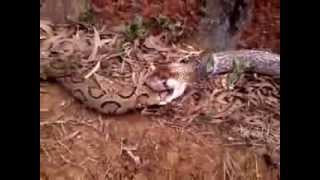 RARE King Cobra swallows Russells Viper alive [upl. by Shorter]