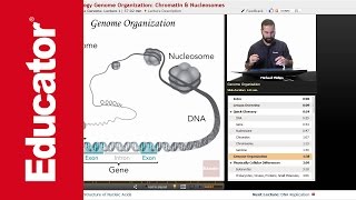 Genome Organization  Molecular Biology [upl. by Lennon]