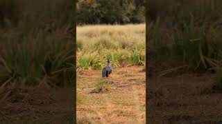 Chajá Chauna torquata – Punta indio – Buscado Fauna Short [upl. by Nickles338]