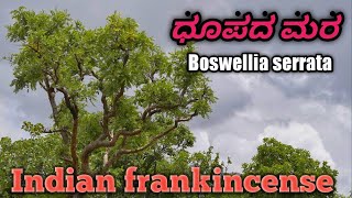 ಧೂಪದ ಮರ Indian frankincense [upl. by Ardnohsal]