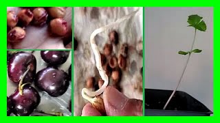 How To Grow Cherry Tree From Seeds or Pits Germinate Cherry Seeds Fast in Paper Towel [upl. by Ynomrah]