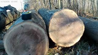 Falling and milling a red oak tree for wood shed flooring [upl. by Anadroj502]