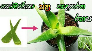 කෝමාරිකා පත්‍ර පැළකරන හැටි  කෝමාරිකා වගාව  How to grow Elovera  elovera  komarika wagawa [upl. by Quillon]