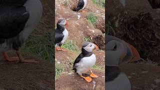 Puffins Iceland puffins puffin birds dance iceland lundi birdslover travel shortvideo [upl. by Ellehsar]