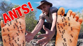 STUNG by 500 Fire Ants  Bullet Ant Sting ULTIMATE ANT STING [upl. by Oderfliw]