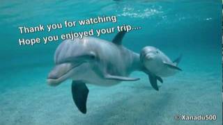 Sleeping Dolphin  Music and Nature sounds for Relaxation Meditation [upl. by Jourdain]