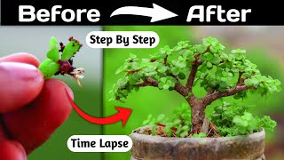 Jade Bonsai Making From Branch Cutting [upl. by Lesh]