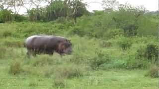 Hippo running into the pond Serengeti National Park [upl. by Mannuela860]