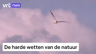 Vergeet het romantische beeld van een ooievaarsleven de vogeltrek maakt veel slachtoffers [upl. by Luanni401]