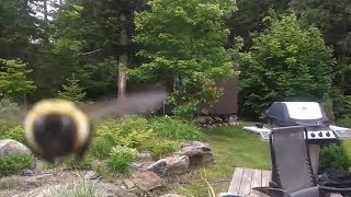 Camera Attacked by Bee Bee flys into camera [upl. by Aneerak]