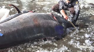 Worlds Sharpest Knife Cut 1000 Pounds Monster Fish  Bluefin Tuna  Marlin [upl. by Winshell11]