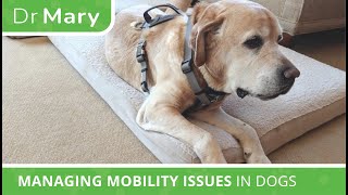 🐾 Dr Mary Managing Mobility Issues in Dogs EXCLUSIVE Grey Muzzle Org Presentation [upl. by Ainek111]