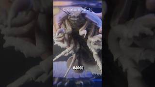 Giant Isopod│Giant Cockroach In The Ocean [upl. by Ambrosia]